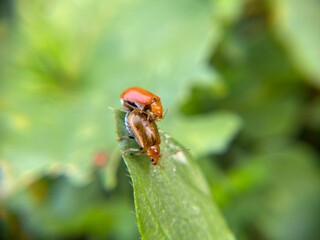 Macro shot of two beetles mating on a green leaf, with a soft blurred background of natural foliage.