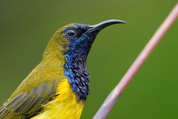A male olive-backed sunbird