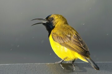 A male olive-backed sunbird