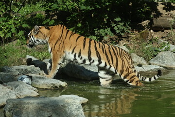 tiger