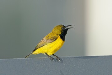 A male olive-backed sunbird