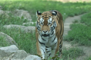 tiger