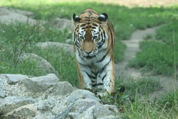 tiger