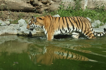 Fototapeta premium tiger