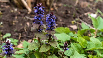 Obraz premium Close-up of vibrant purple flowers growing amidst greenery.