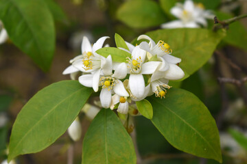 Blossoming orange tree flowers, orange blossoms, Spring harvest, closeup of Orange tree branches with flowers and leaves, buds and leaves, white little flower closeup, Chakwal, Punjab, Pakistan