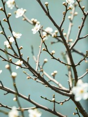 Blooming cherry blossoms tranquil water nature photography springtime serenity close-up view natural beauty