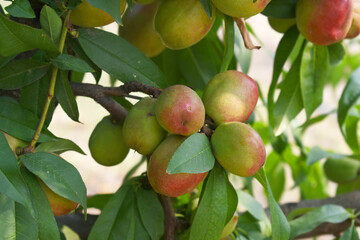 Fresh young unripe nectarine fruits on a tree branch with leaves closeup, A bunch of unripe nectarine on a branch, beautiful delicious fruit nectarine on the tree, nectarine fruits growing on a tree