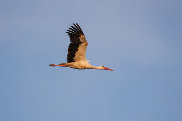 An adult White Stork in flight against a blue sky at summer sunset.