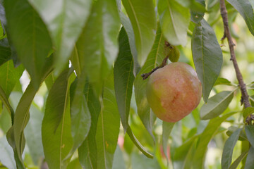 Fresh young unripe nectarine fruits on a tree branch with leaves closeup, A bunch of unripe nectarine on a branch, beautiful delicious fruit nectarine on the tree, nectarine fruits growing on a tree