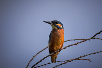 Close-up of an adult Common kingfisher perched on a thin branch toward the camera lens against a blue-grey sky on a cloudy summer day.