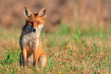 A young fox sitting calmly in a harvested wheat field