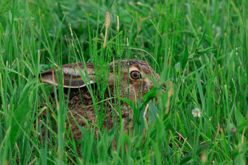 A wild rabbit crouching in fresh grass
