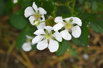 Blackberry flowers blooming in the garden, Beautiful in spring bloom garden. Blackberry bush with white flowers, Blossoming blackberry bush and bee, sunny spring day, Chakwal, Punjab, Pakistan