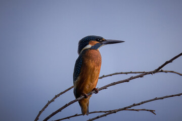 Close-up of an adult Common kingfisher perched on a thin branch toward the camera lens against a blue-grey sky on a cloudy summer day.	