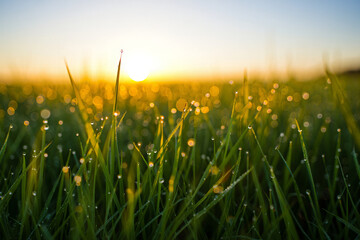 Obraz premium sunset in the field