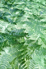 Lush green ferns display intricate patterns in natural light in summer against a white background.