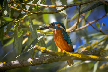 Close-up of a Common Kingfisher perched on a willow branch among green leaves, perpendicular to the camera lens, on a sunny summer day.