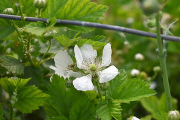 Blackberry flowers blooming in the garden, Beautiful in spring bloom garden. Blackberry bush with white flowers, Blossoming blackberry bush and bee, sunny spring day, Chakwal, Punjab, Pakistan