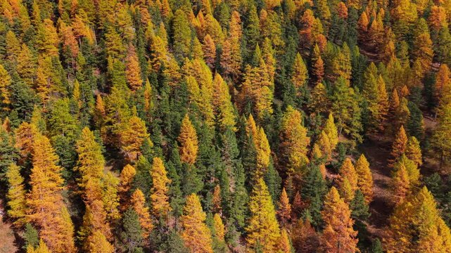 Forest of larch trees in full autumn color (panning aerial view). Hautes-Alpes, French Alps, France