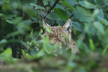 luchs