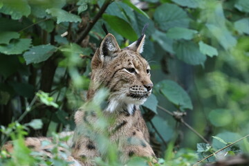 luchs