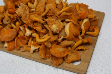 Raw wild chanterelle mushrooms. Fresh mushrooms lie in a pile on a cutting board. There is space for text.