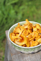 Freshly picked orange chanterelle mushrooms from the forest in a green ceramic bowl, outdoor. Selective focus on some mushrooms. 