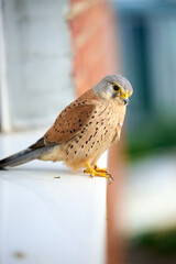 Common kestrel perched on window ledge observing surroundings