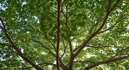 Fototapeta premium Green Canopy Abstract: Vibrant Leaves and Branches Against the Sky, Symbolizing Nature's Beauty and Growth