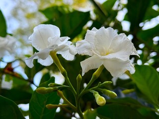 Exquisite white crepe jasmine blooms gracefully against a vibrant green foliage background in this vivid image