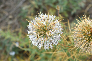 Echinops sphaerocephalus, Echinops sphaerocephalus known as Great Globe Thistle or Pale Globe Thistle, A summer plant in the wild in a meadow, Wild flower with thorns and spines bloomed