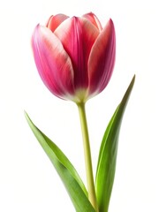 Naklejka premium A single tulip blossom on a white background with clean edges