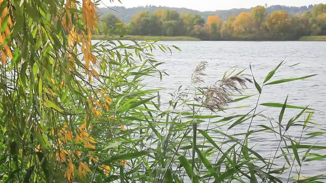 Ukraine. Zhytomyr region. Lake shore. Autumn. 21.09.2024