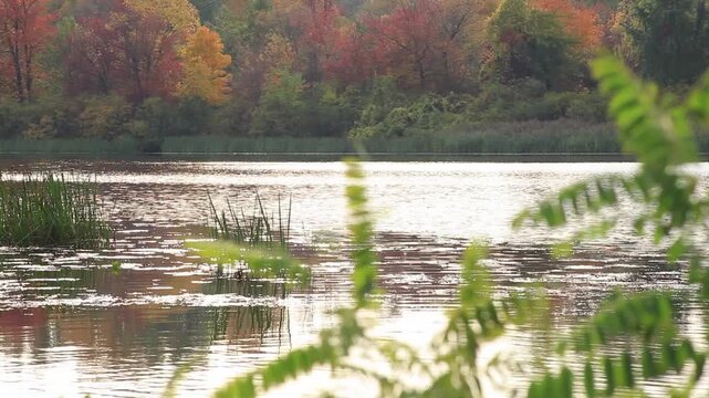 Ukraine. Zhytomyr region. Lake shore. Autumn. 21.09.2024