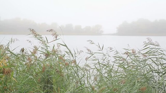 Ukraine. Zhytomyr region. Lake shore. Autumn. 21.09.2024