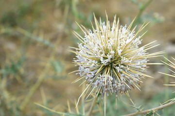 Echinops sphaerocephalus, Echinops sphaerocephalus known as Great Globe Thistle or Pale Globe Thistle, A summer plant in the wild in a meadow, Wild flower with thorns and spines bloomed