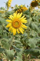 Closeup of a sunflower growing in a field of sunflowers during a nice sunny summer day, Sunflower natural background. flower blooming, Beautiful field of blooming sunflowers, Chakwal, Punjab, Pakistan