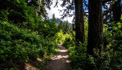 Fototapeta premium Forest path winding through lush greenery.