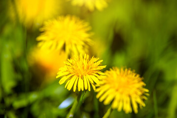 Yellow dandelions blooming on grass background
