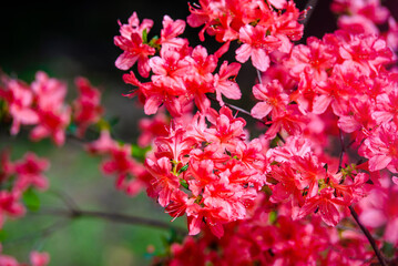 red rhododendron blooms in the Botanical garden

