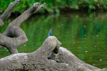 Alcedo atthis （common kingfisher）sat by the lake