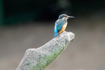 Alcedo atthis （common kingfisher）
