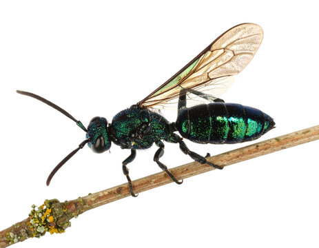 Top-Down Macro View of Jewel-Toned Parasitoid Wasp with Spread Wings, Transparent PNG