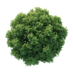 Obraz premium Lush verdant arboreal form with detailed leaf structure against an isolated clear substrate