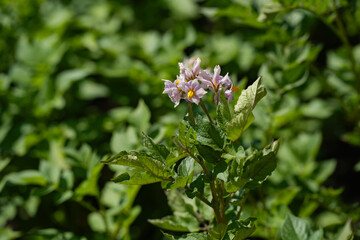 vegetable beds with potato plantings, green bushes, future harvest