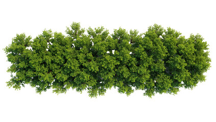 Obraz premium Lush green foliage canopy cutout against transparent background for architectural rendering