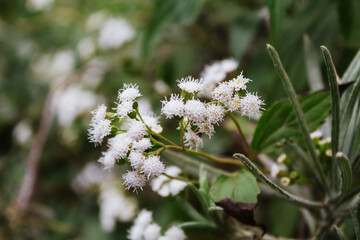 Close-Up of White Mistflower Crofton Weed (Ageratina adenophora) Blossoms in Mountain Fog