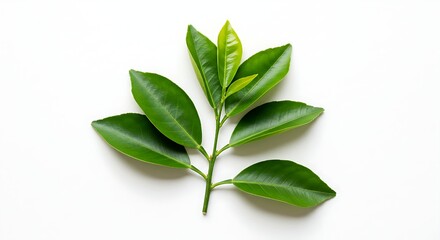 Fresh Twig with Green Citrus Leaves on White Background – Top View.