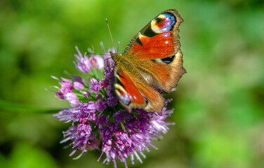 Peacock Butterfly  collects nectar from flowers

